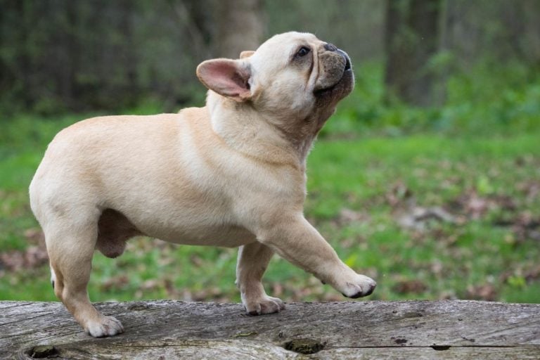 This hugely popular breed lives far fewer years than most owners realize