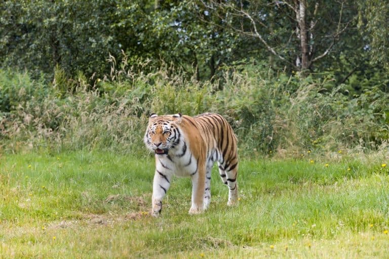 A predator gone since the 1950s just returned to its ancestral territory