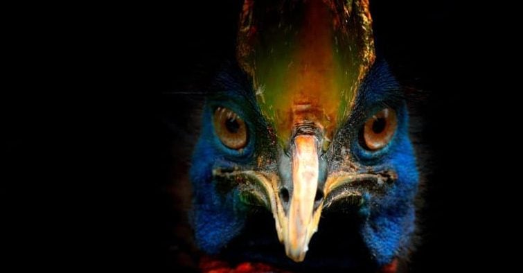 Cassowary Attack - Isolated Face