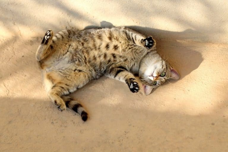 cat