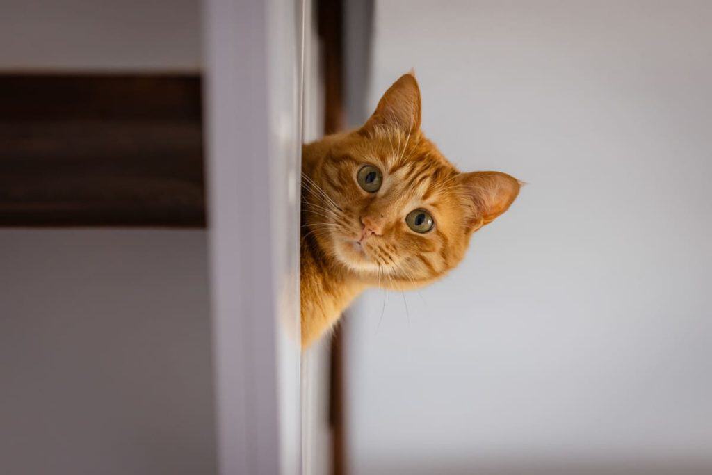 iStock-2219377540