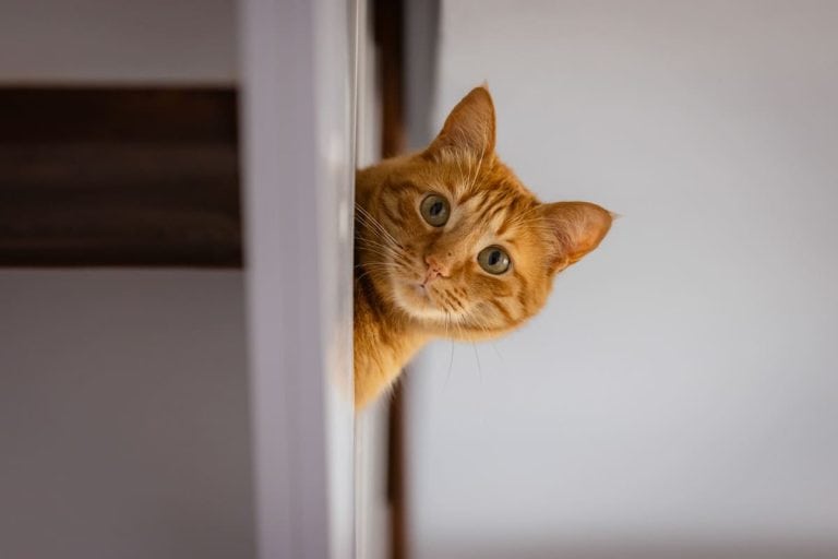 iStock-2219377540