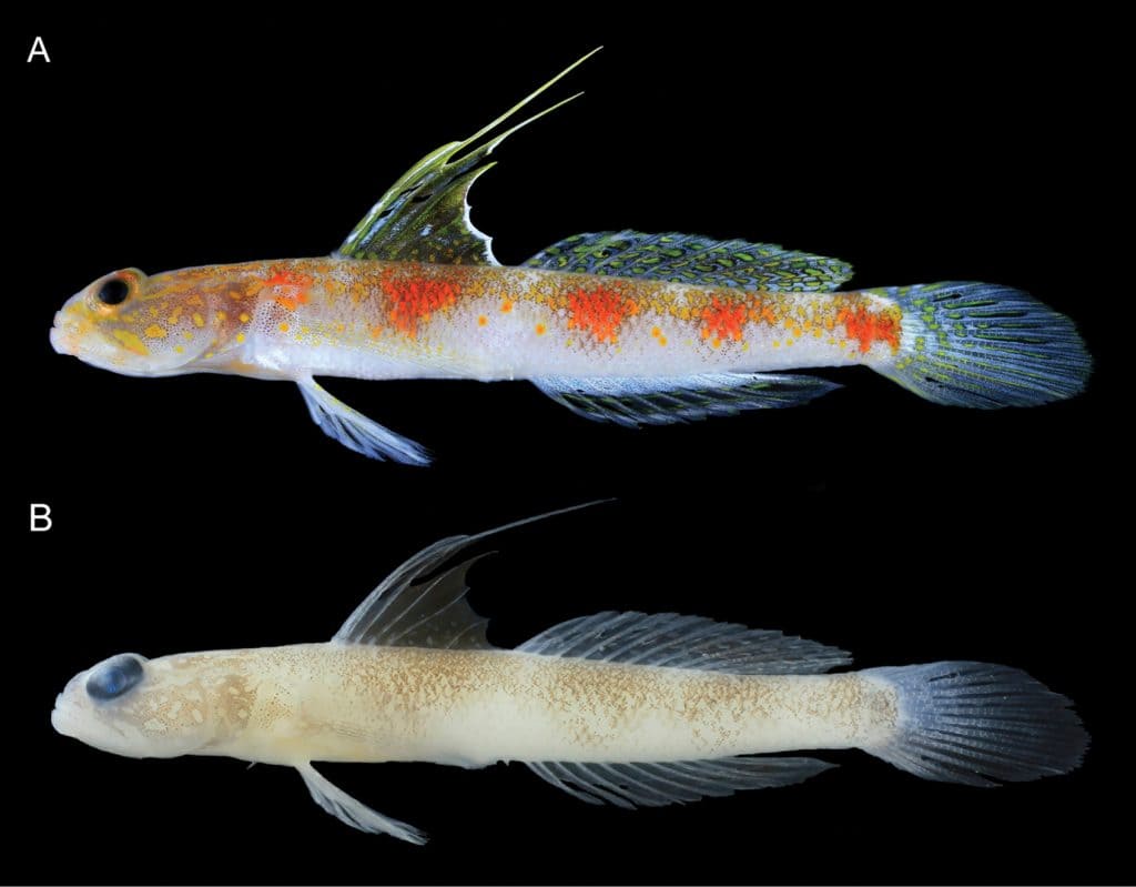 Holotype of Tomiyamichthys oriens sp. nov., MZB 28902, male, 35.6 mm SL, off Banyuwangi, East Java, Indonesia. A. Fresh specimen; B. Preserved specimen.