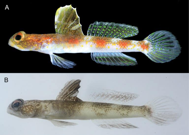 Paratype of Tomiyamichthys oriens sp. nov., MZB 28902, male, 35.6 mm SL, off Banyuwangi, East Java, Indonesia. A. Fresh specimen; B. Preserved specimen.