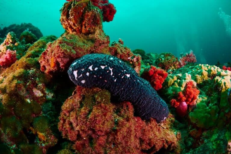 They brought back 48 species from the deep Pacific, and most have no name