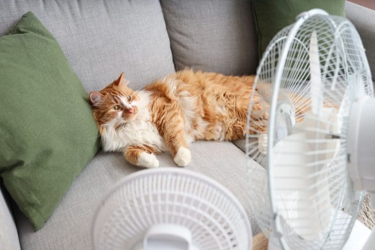 Your cat can tip over within 24 hours with nothing warning you first