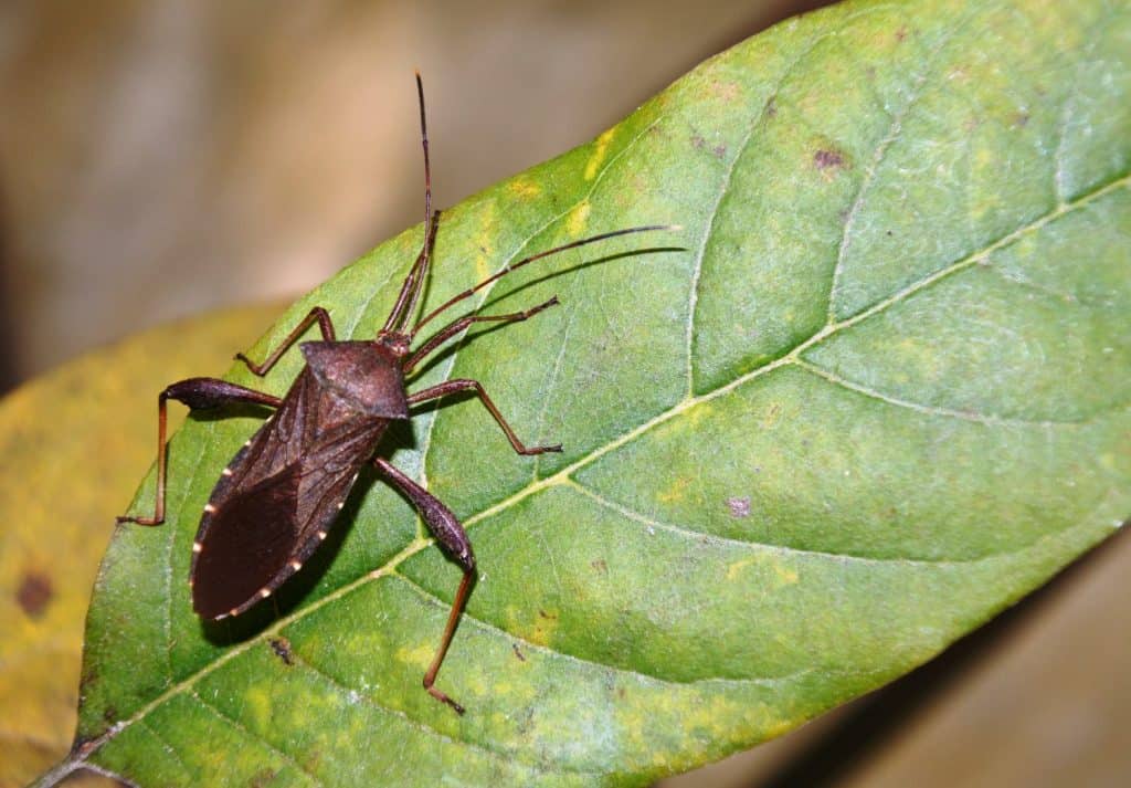Close up of Termite Assassin Bug (Valentia compressipes) on green leaf in nature