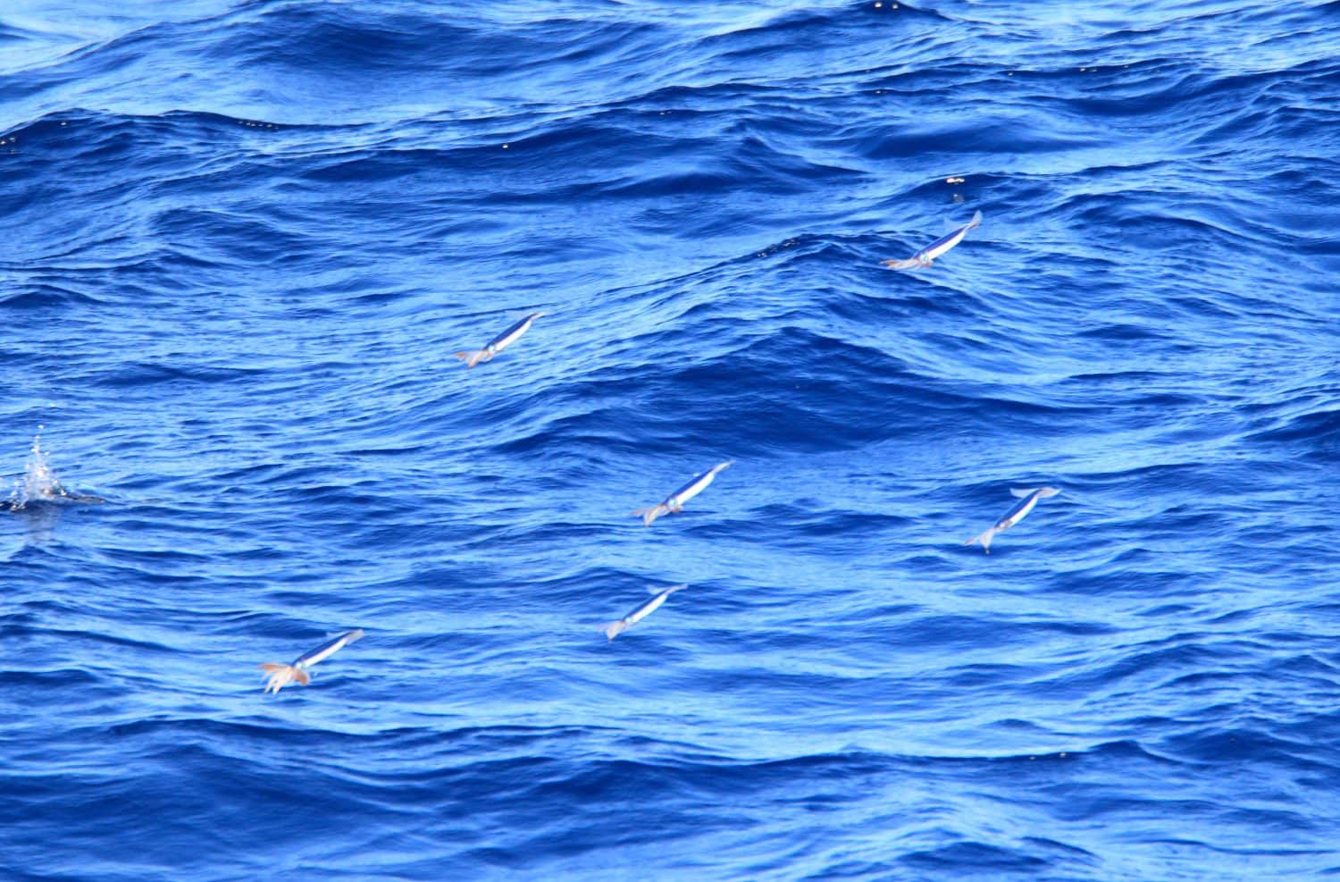 Purpleback flying squid (Sthenoteuthis oualaniensis) in Japan