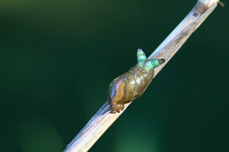 Green-banded broodsac, Leucochloridium, paradoxum, a parasitic worm living in European amber snail, Leucochloridium paradoxum