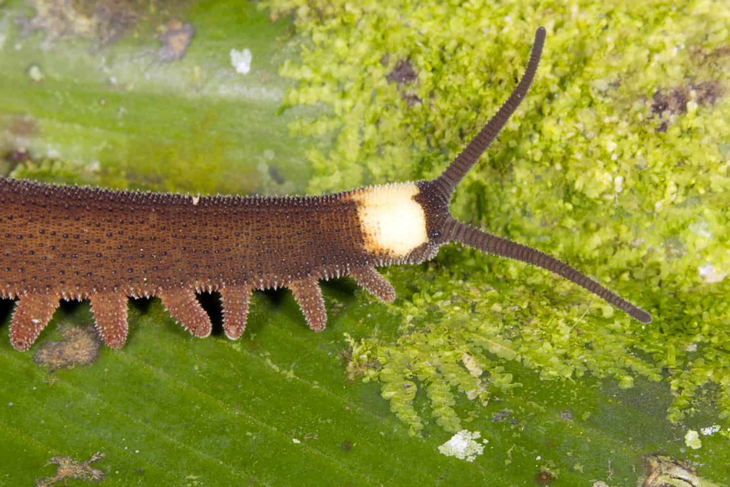 Peripatus (velvet worm) close up of head