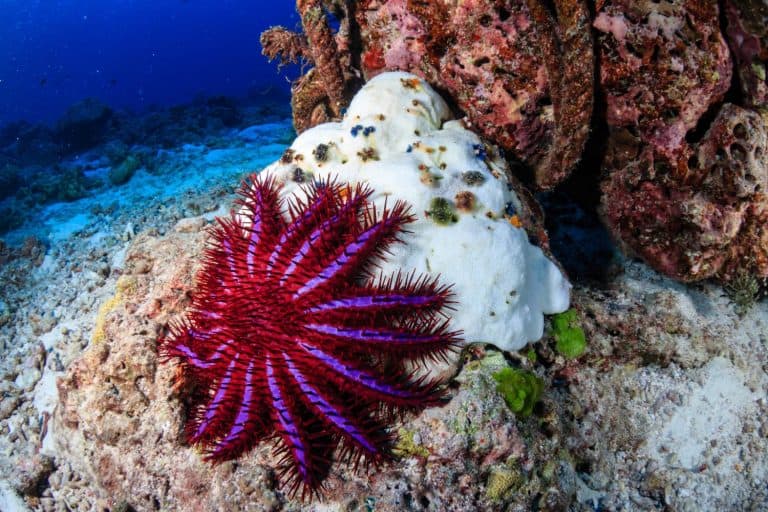 A Crown of Thorns Starfish feeds on a bleached, dead hard coral on a tropical reef.