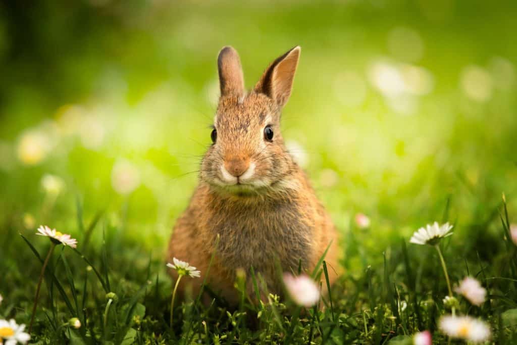 wild bunny in the meadow