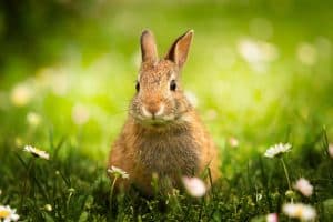 wild bunny in the meadow