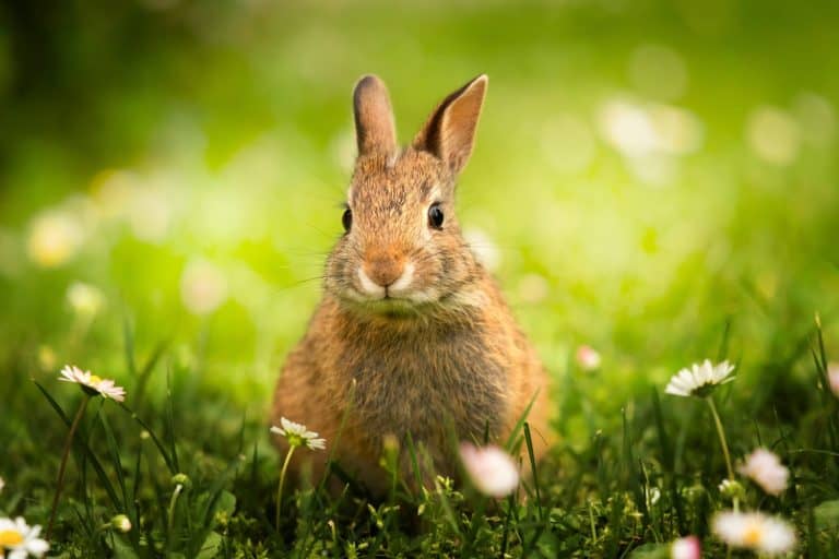 Rabbit