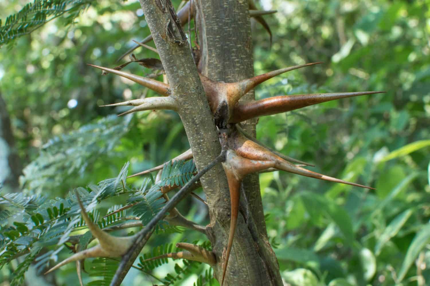 Closeup Vachellia cornigera bullhorn acacia thorns on branch in natural environment