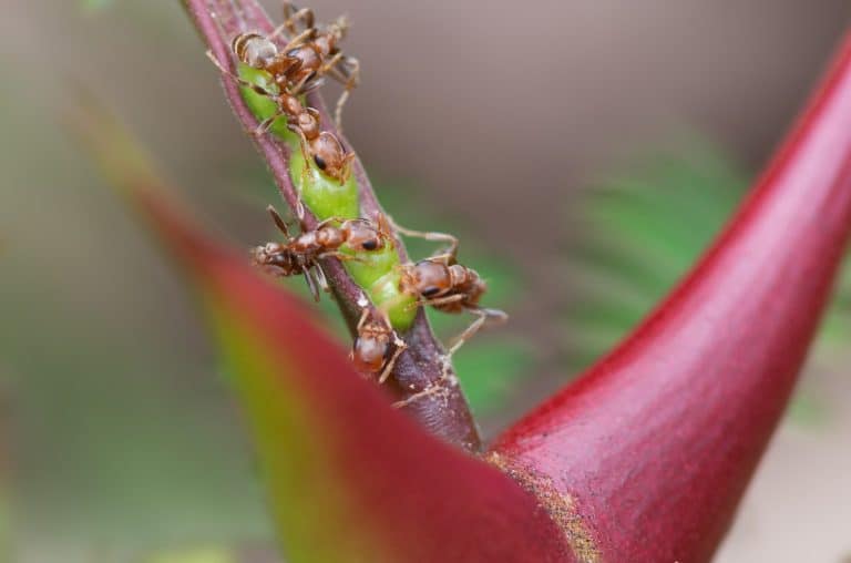 Symbiosis: bullhorn tree (swollen-thorn acacia, Vachellia cornigera) branch and resident ants. Photo taken in Panama (Central America), where these plants are known as 'cachito'.