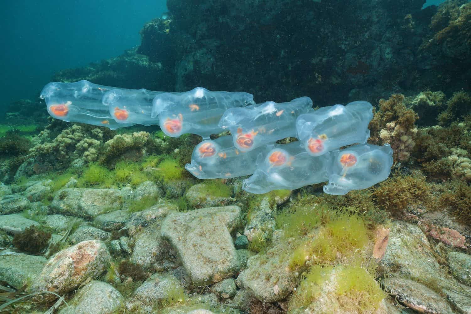 Salps planktonic tunicate underwater in the Mediterranean sea, Cabo de Gata-N&iacute;jar natural park, Almeria, Andalusia, Spain
