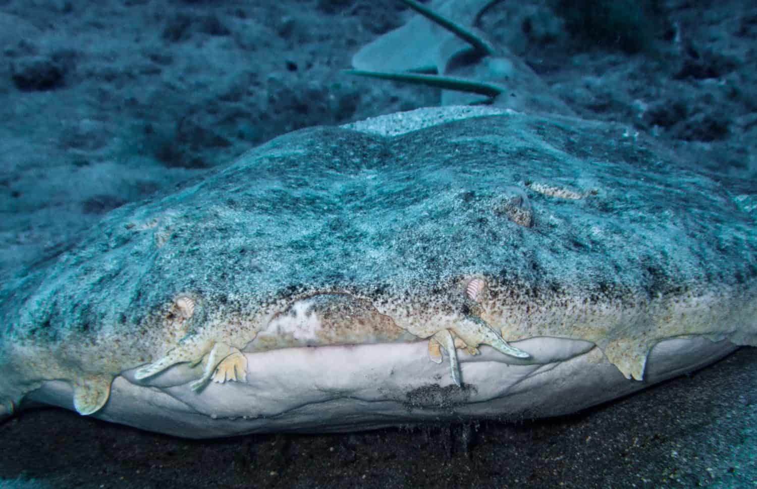Head of Angel Shark. Mouth of the Angel Shark to close. Squatina squatina