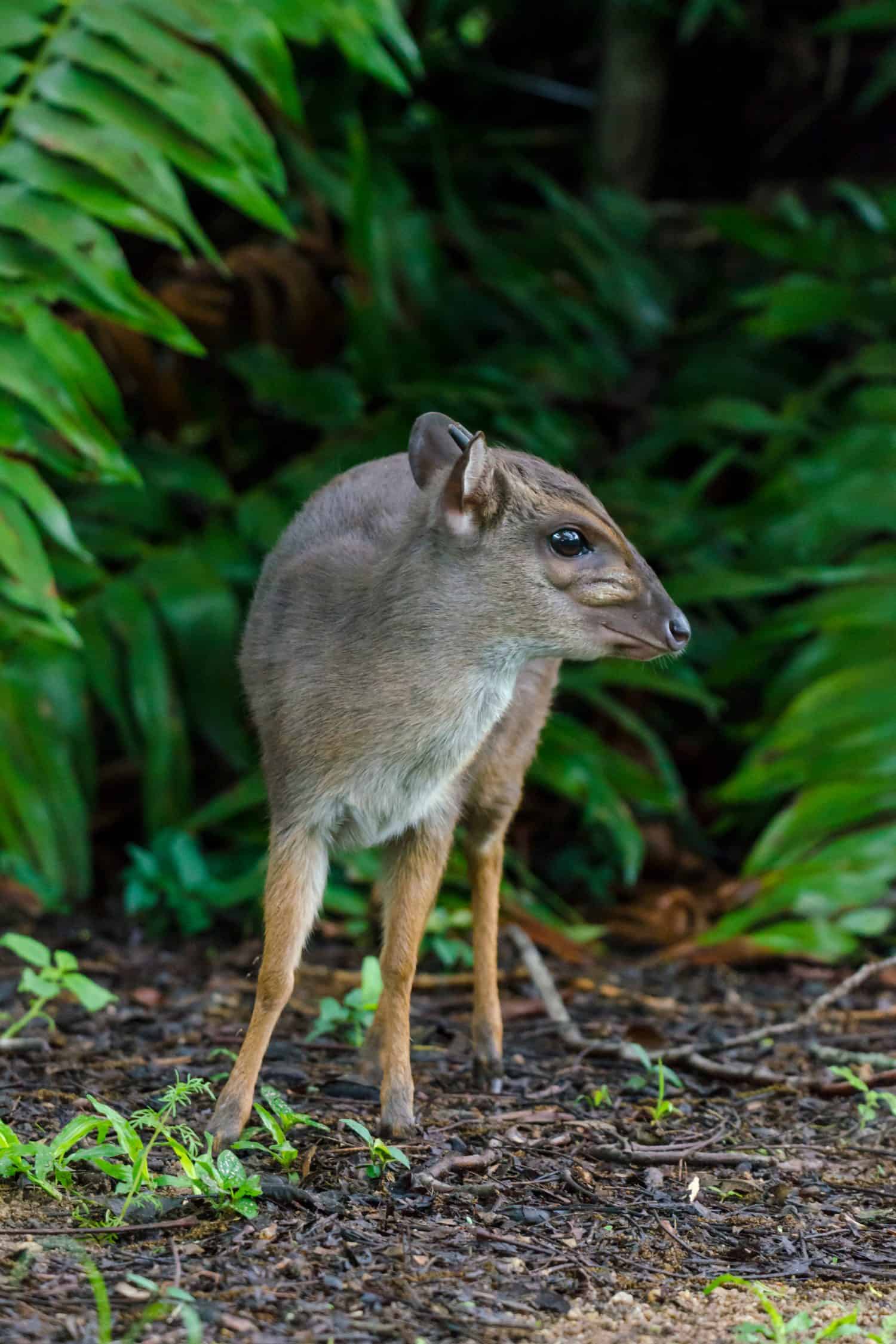 Bue duiker (Philantomba monticola). Swaziland