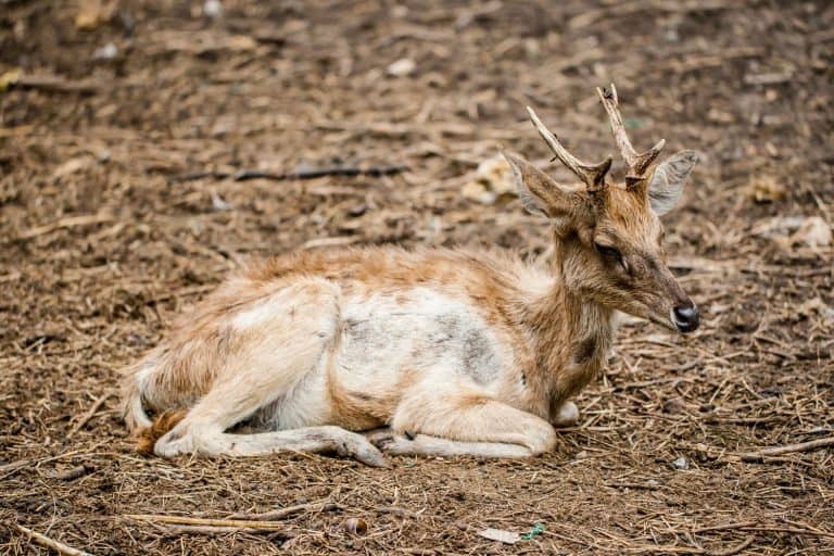 Sick deer: expressive portrait of weak and unhealthy wild animal sitting in the middle of drought area