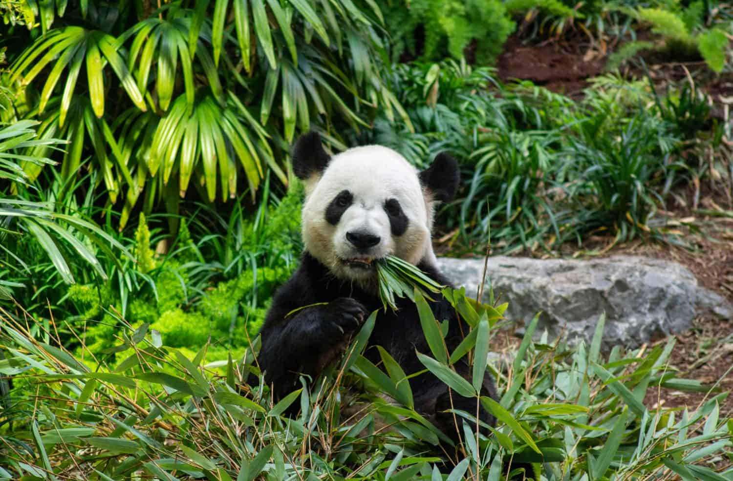 Giant Panda Eating Bamboo
