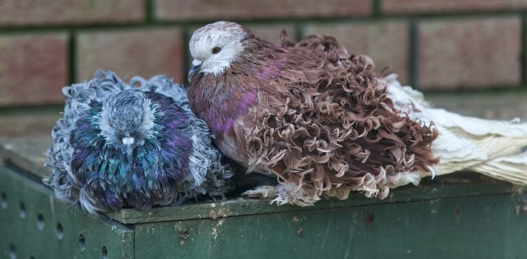 A pair of frillback pigeons snuggling up.
