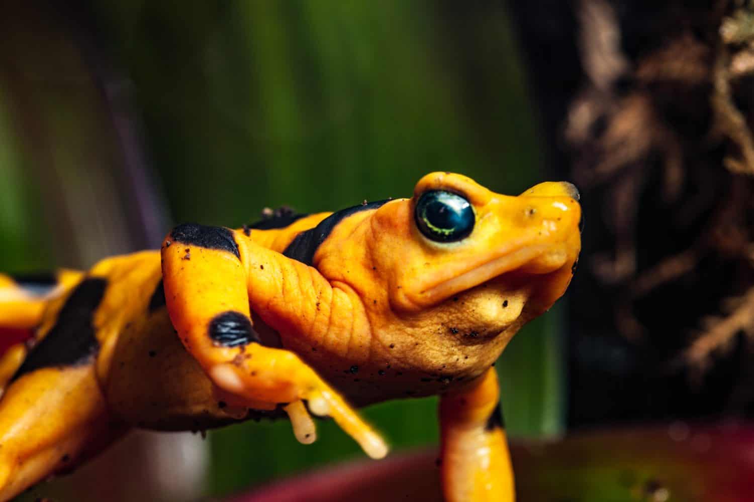Critically endangered Panamanian golden frog (Atelopus zeteki) in captivity, in a zoo enclosure