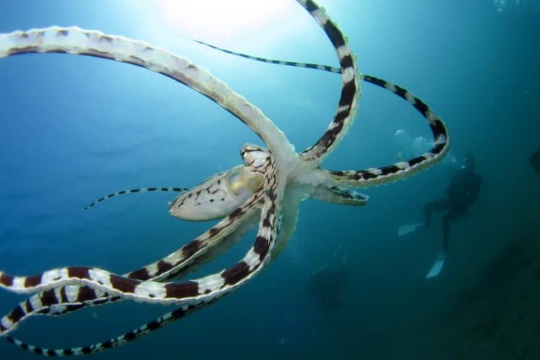 mimic octopus with diver
