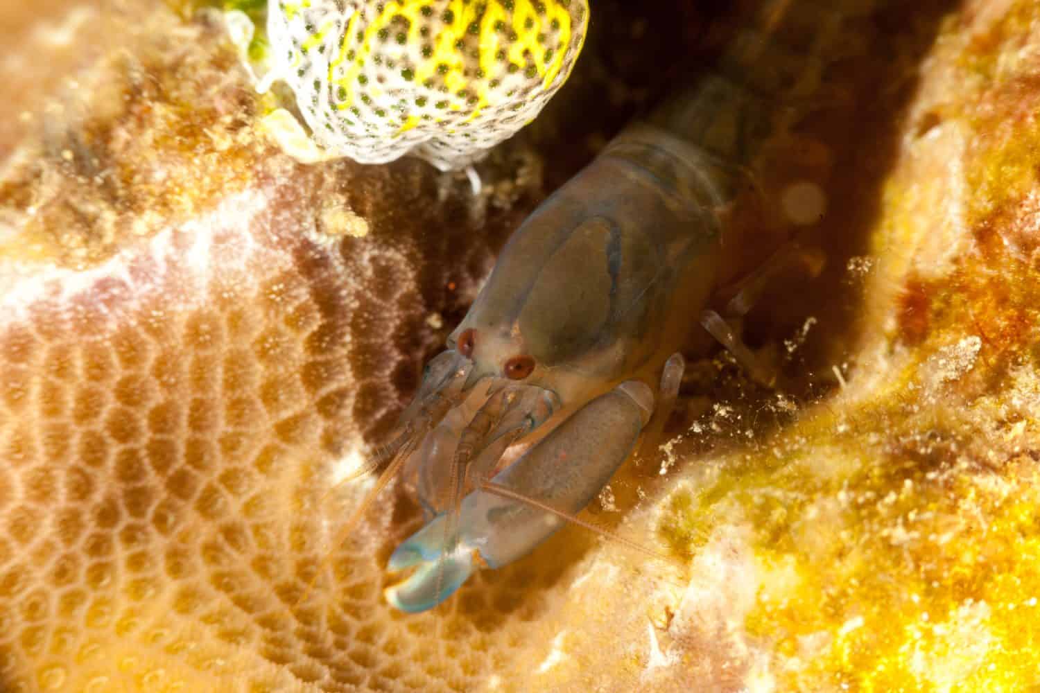 Snapping shrimp, asymmetrical claws, Alpheidae