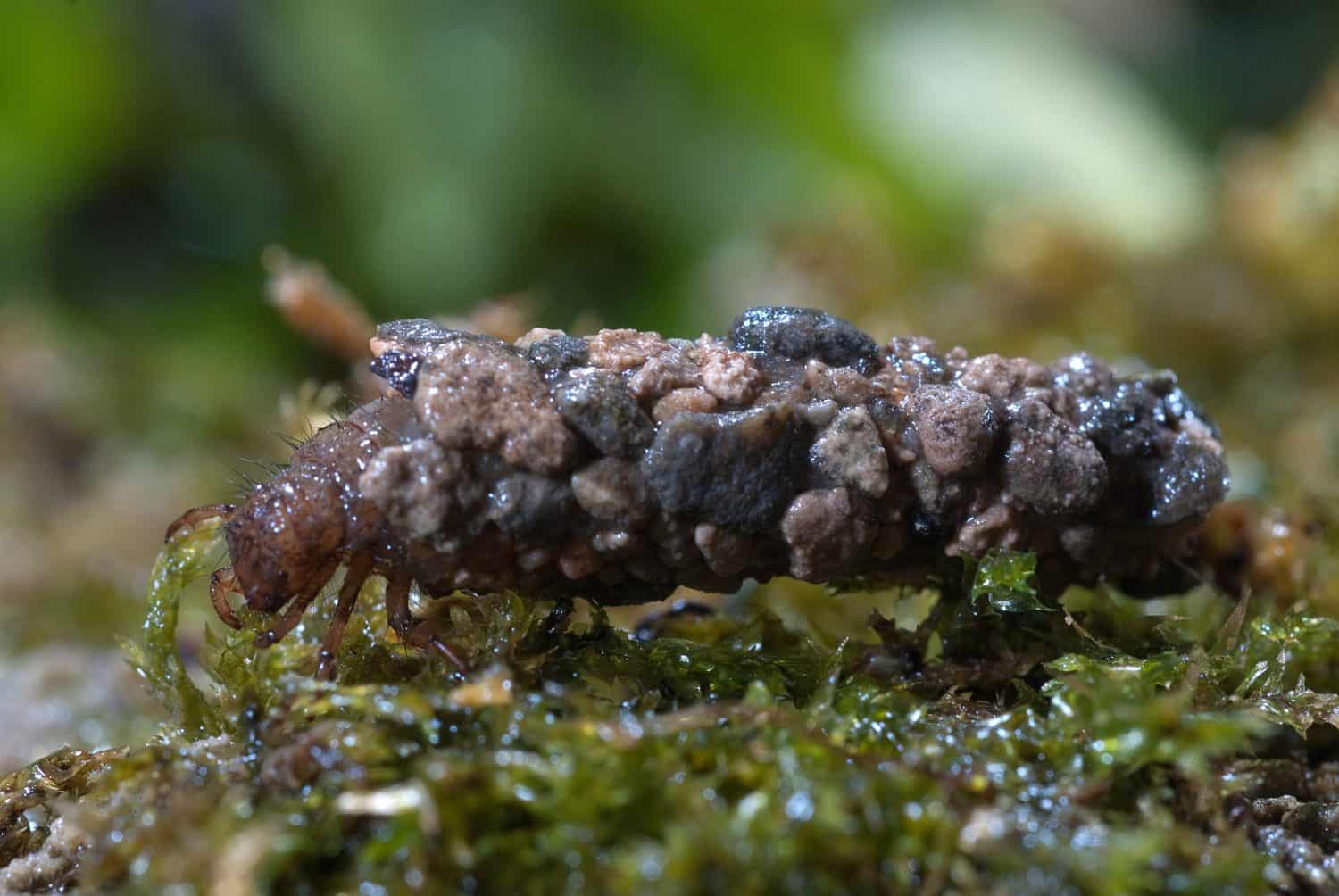 frig&aacute;nea, Caddisfly larvae under the water in the built home. Trichoptera. (Caddisfly).River habitat