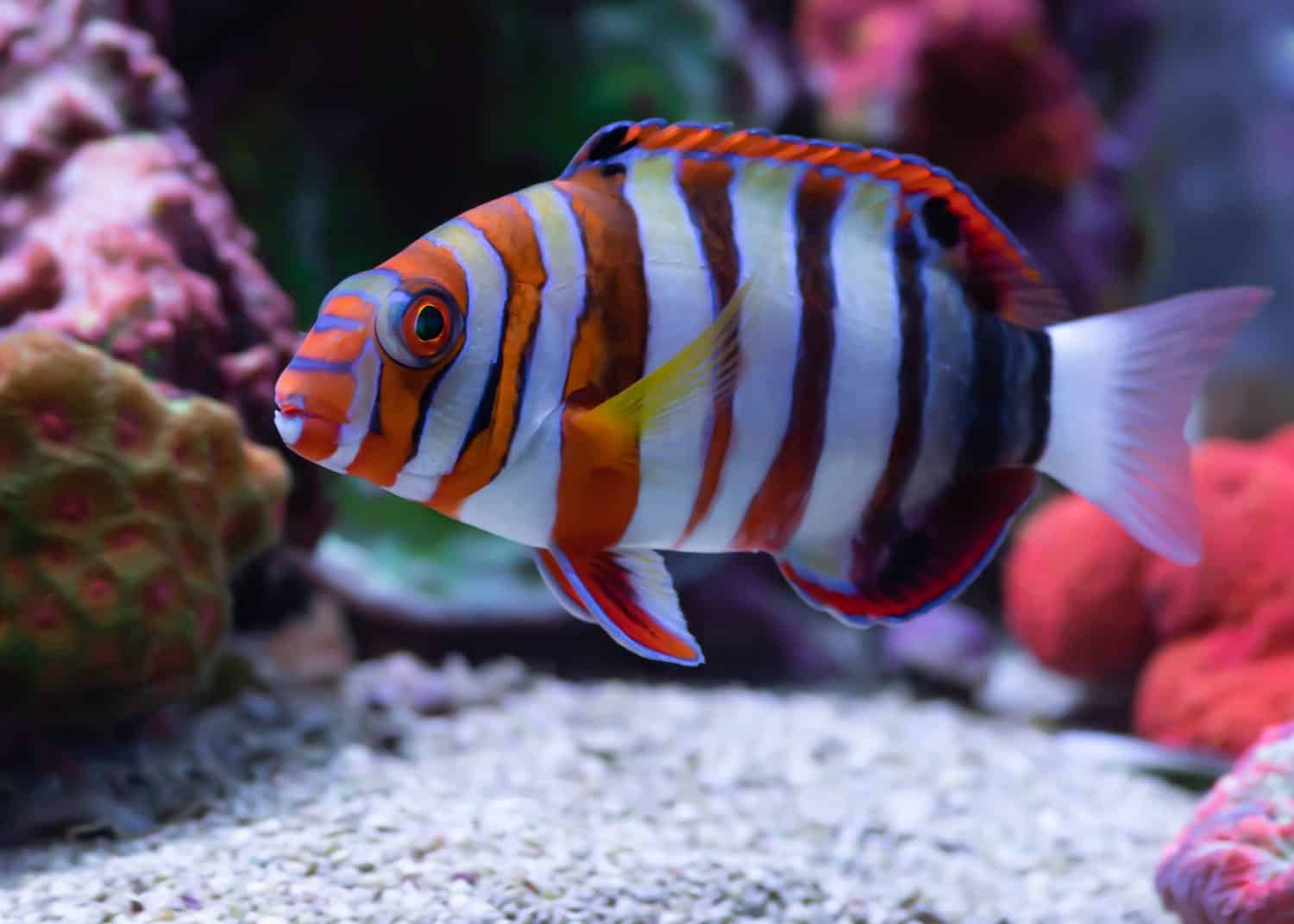 harlequin tuskfish swimming