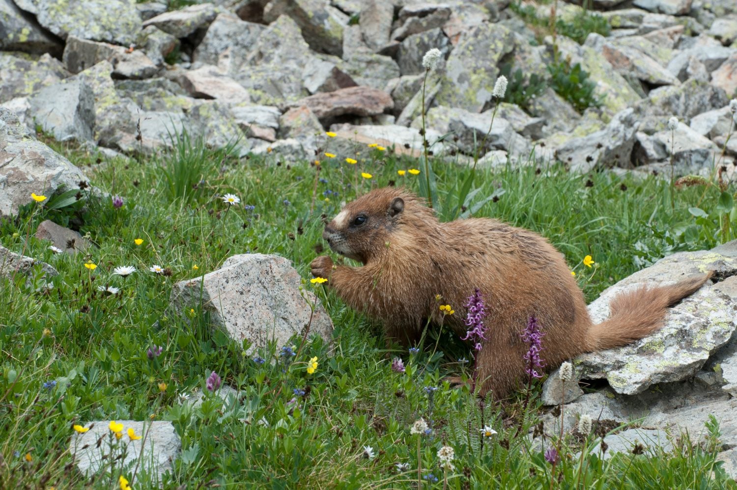 USA, Colorado, American Basin, Yellow-bellied marmot (Marmota flaviventris) stopping to eat a flower among the grasses and wildflowers in sub-alpine regions