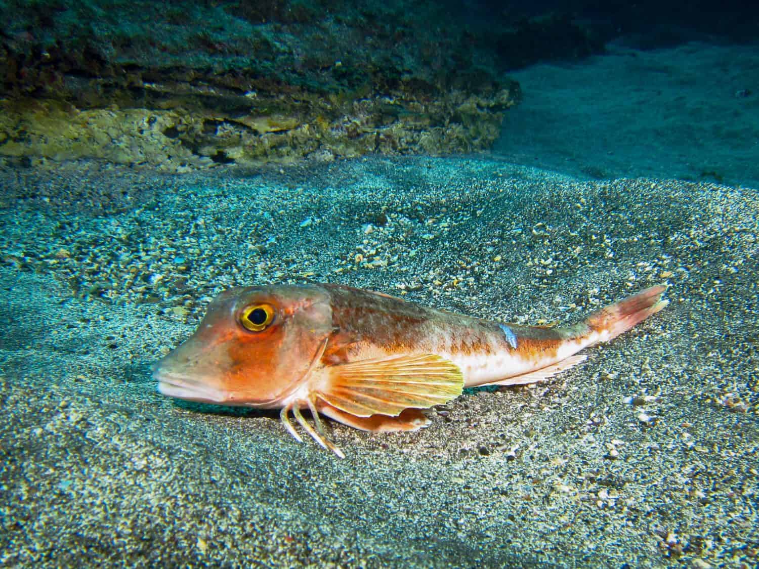 Sea Robin seemingly walking along the sand with its feelers.  Terceira, Azores, Portugal.