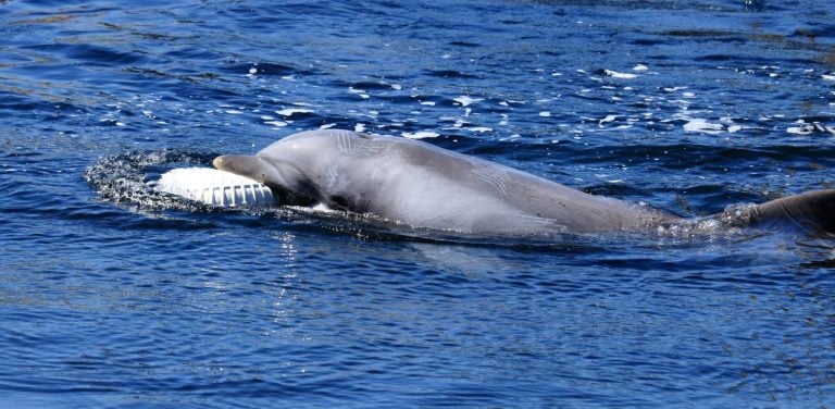 dolphin being trained