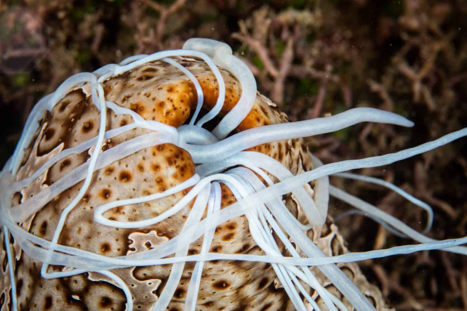 A sea cucumber, Bohadschia argus, on a reef in Papua New Guinea emits sticky cavierian tubules when disturbed.