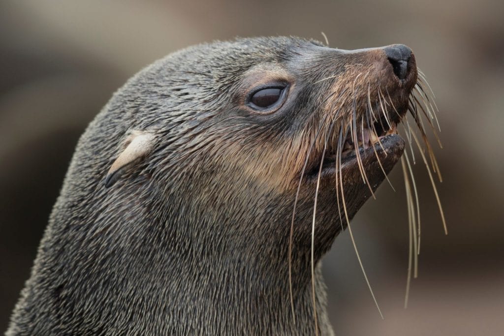 Cape Fur Seal at Cape Cross on the Skeleton Coast of Namibia.