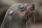 Seals