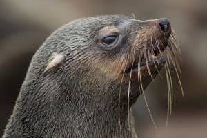 Cape Fur Seal at Cape Cross on the Skeleton Coast of Namibia.
