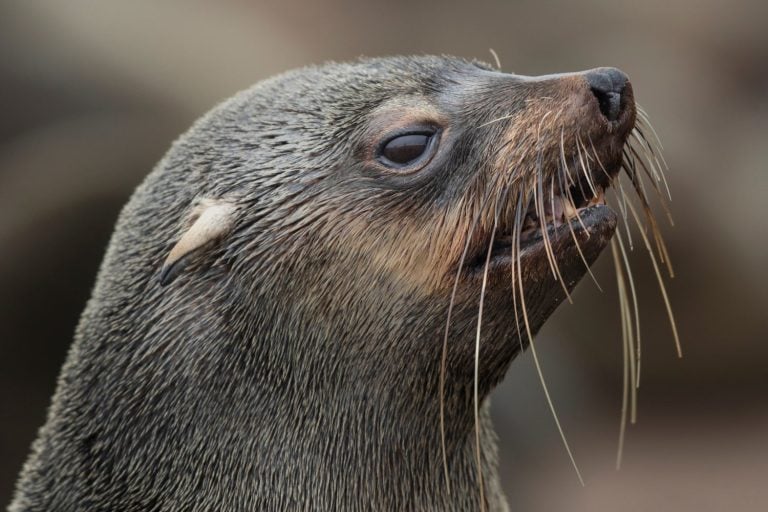 Seal