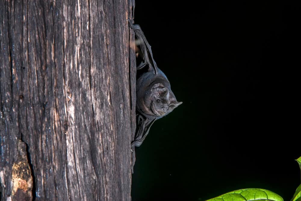 Velvety free-tailed bat photographed in Burarama, a district of the Cachoeiro de Itapemirim County, in Espirito Santo. Atlantic Forest Biome. Picture made in 2018