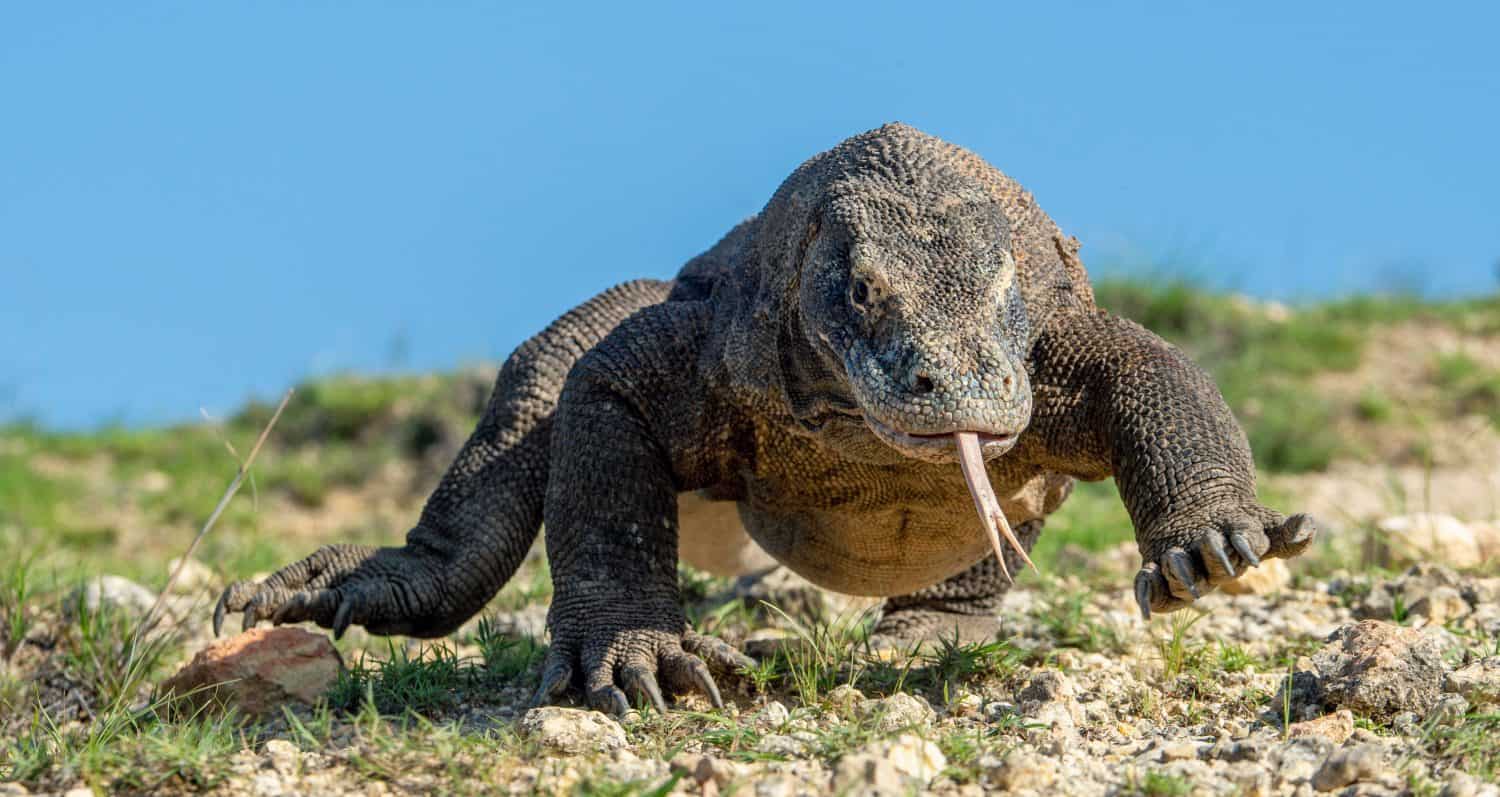 Komodo dragon with the forked tongue sniff air. Close up portrait. The Komodo dragon, scientific name: Varanus komodoensis. Indonesia.