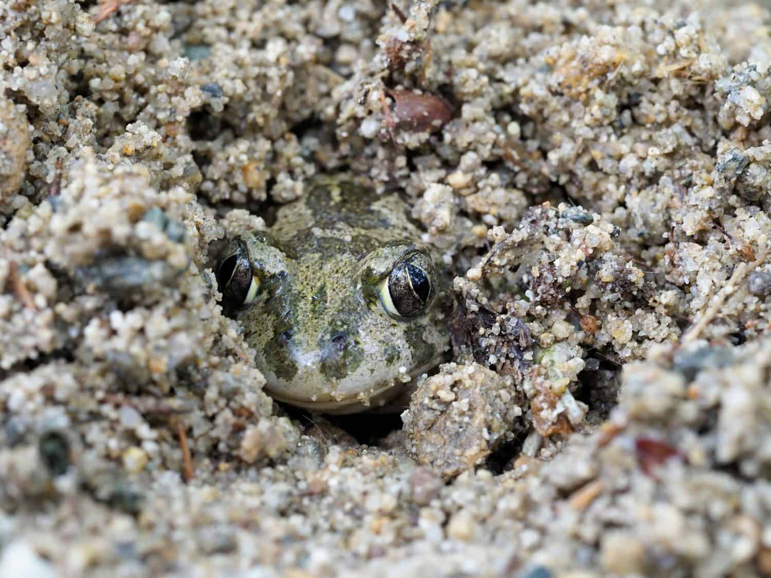 Eastern spadefoot toad, Scaphiopus holbrookii, Bulgaria, April 2019