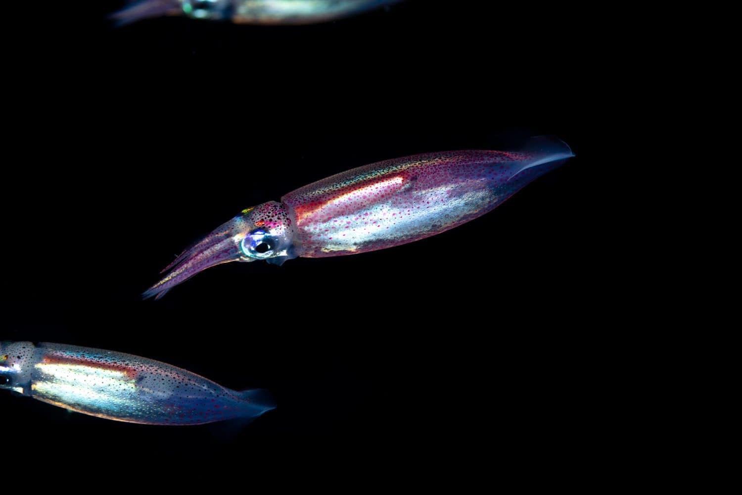 Neon flying squid, sometimes called the red flying squid, akaika, and red squid, Ommastrephes bartramii