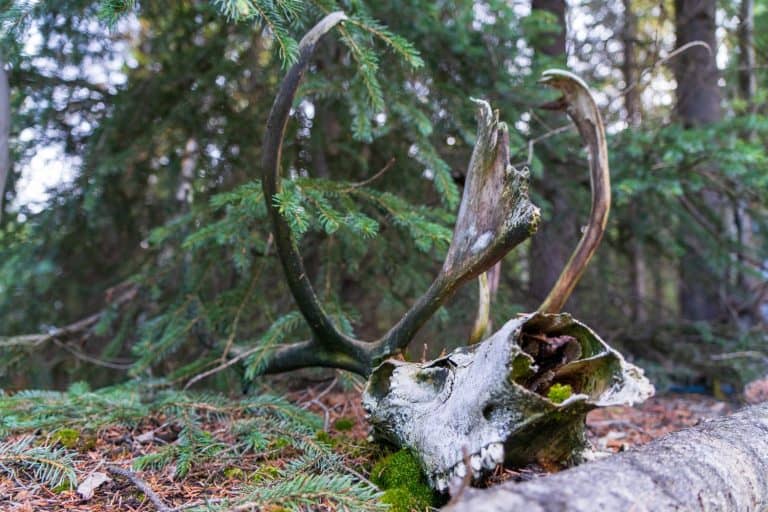 Caribou Skull with Antlers in Forest