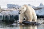 Polar bear