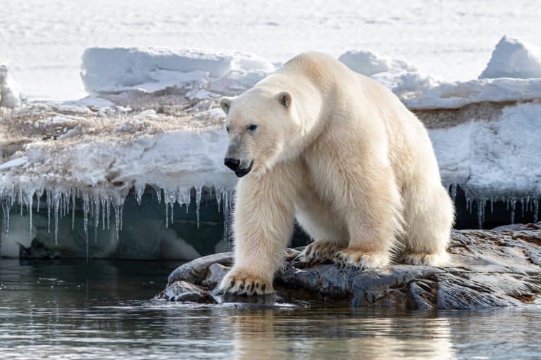 Polar Bear