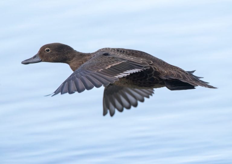Adult Brown Teal (Anas chlorotis) flying over a lake in the predator-proof sanctuary Tawharanui Regional Park, North Island, New Zealand. The Māori name for it is pāteke.