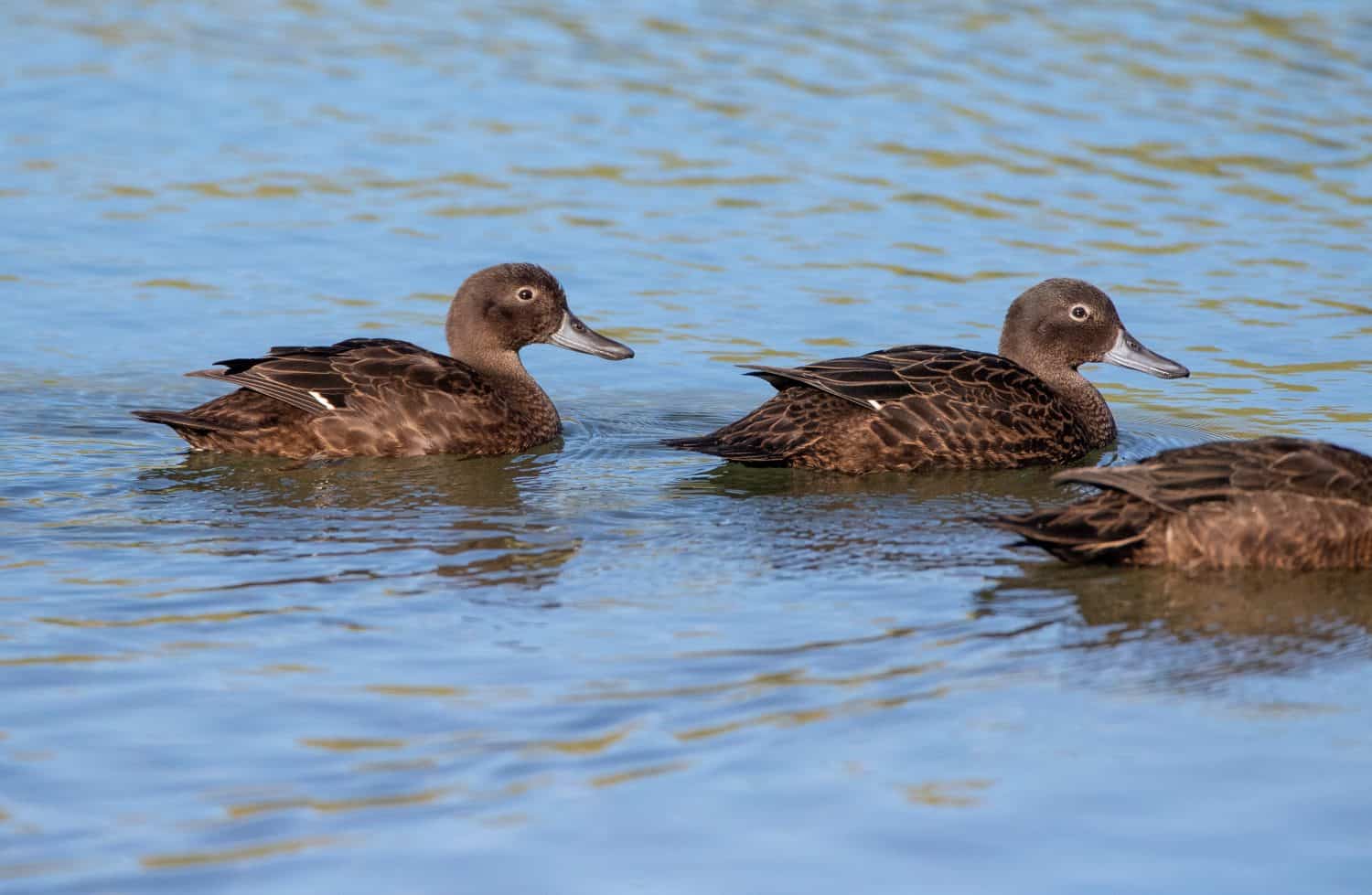 Three Brown Teals (Anas chlorotis) in a lake in the predator-proof sanctuary Tawharanui Regional Park on North Island, New Zealand. The Māori name for it is pāteke.