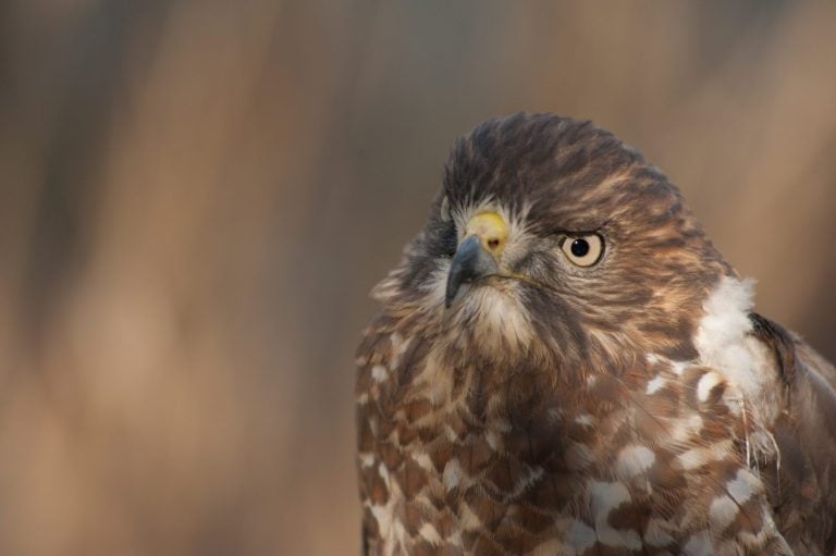 Broad winged hawk is perched and tethered on a tree stump at a bird sanctuary in North Carolina