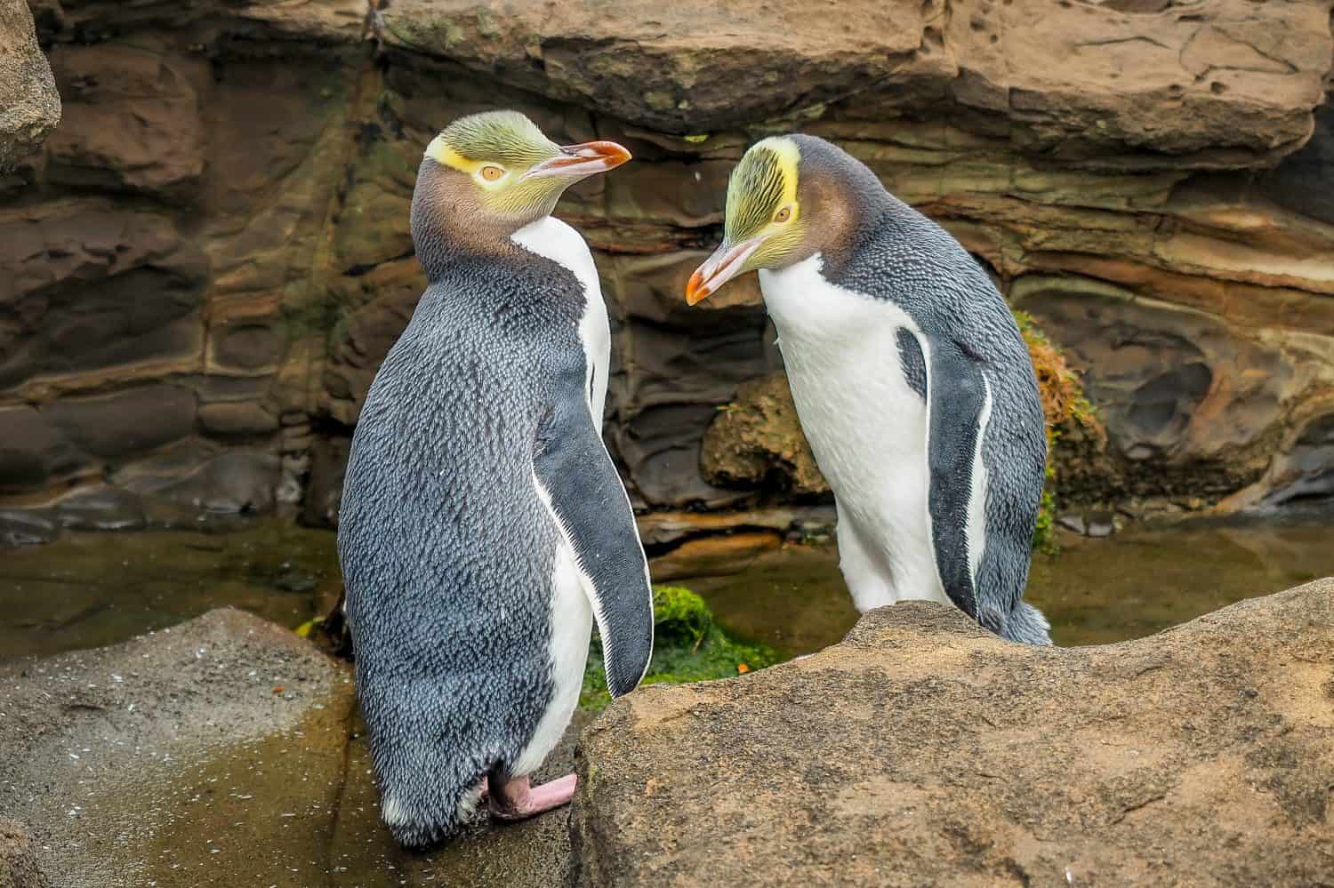 Tow Yellow Eyed Penguins are in the wild. New Zealand native penguin.